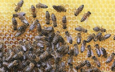 04 astuces pour vous debarrasser d’un nid d’abeille a la maison